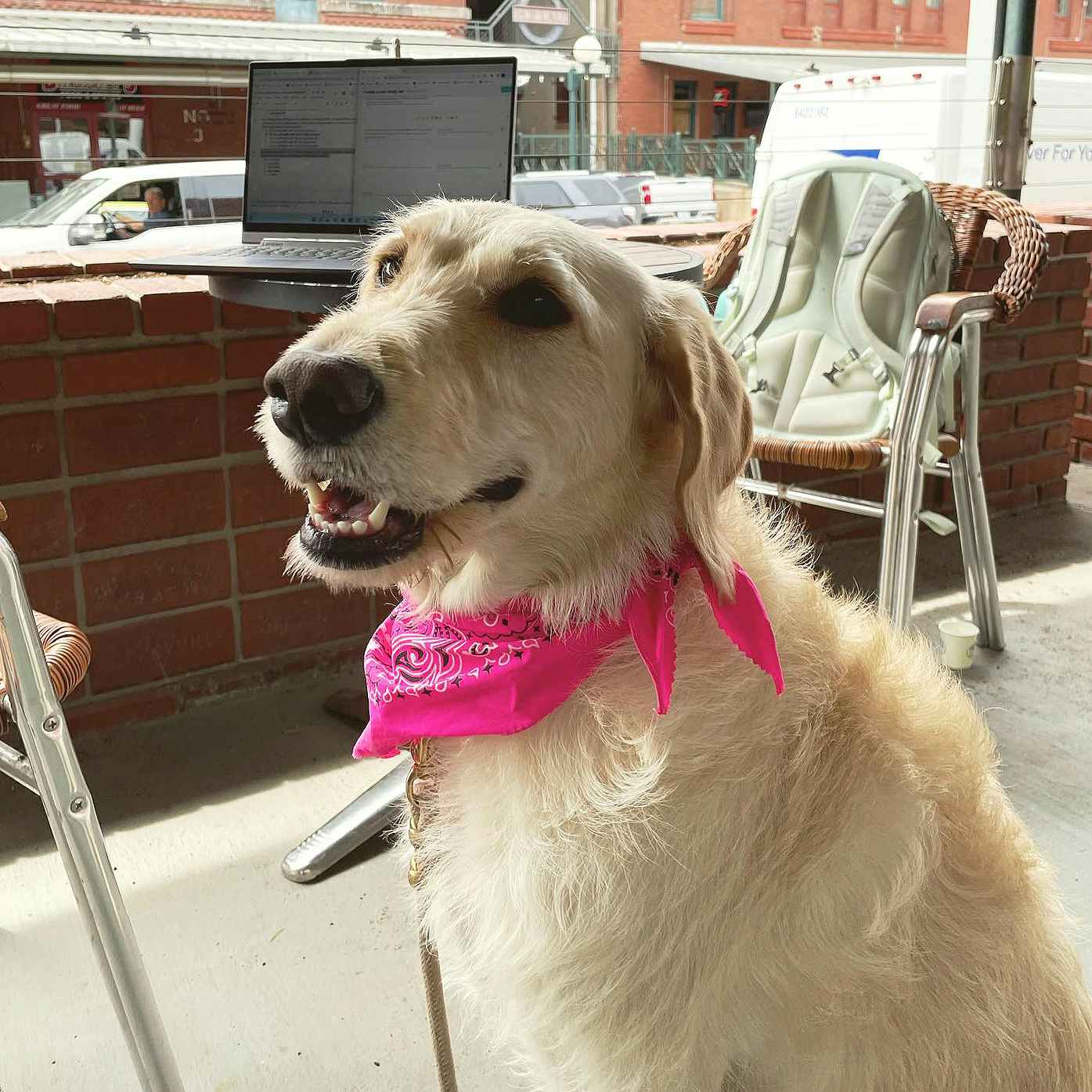 dog wearing a pink bandana sitting on the mill coffee and tea patio in nebraska