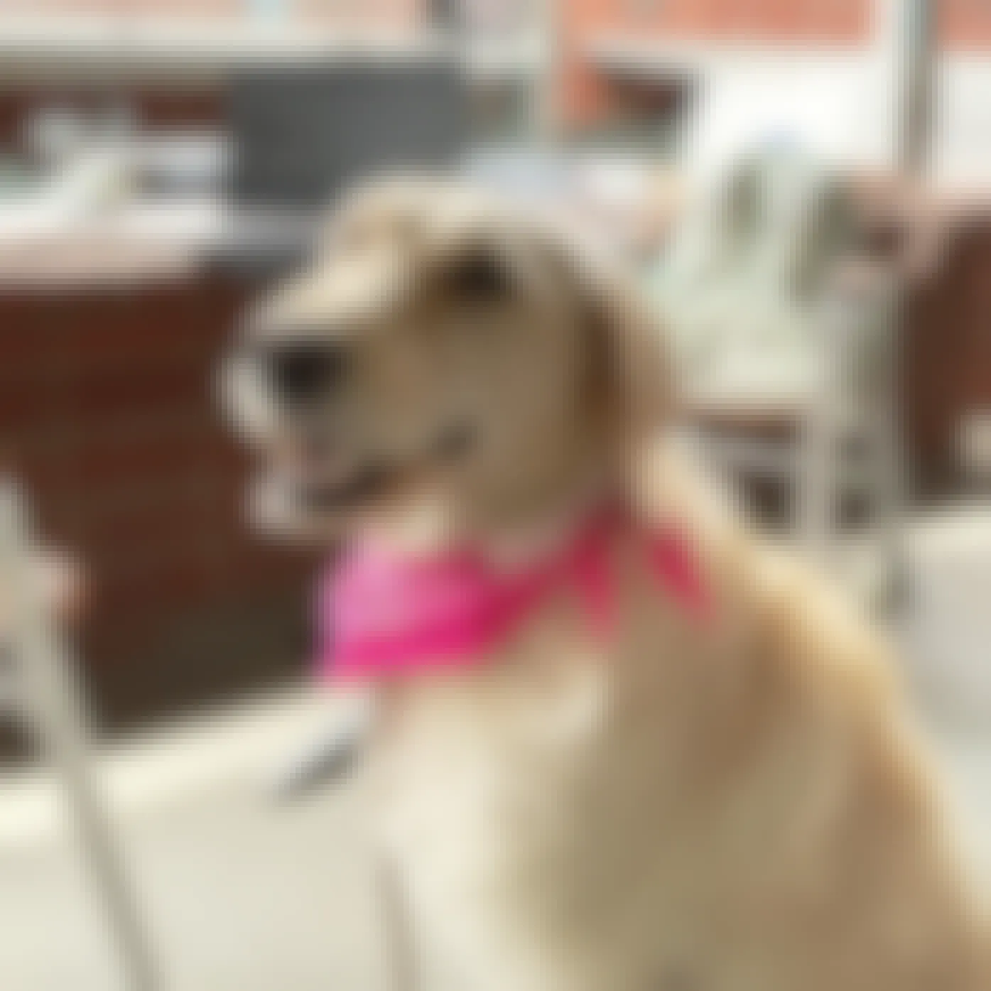 dog wearing a pink bandana sitting on the mill coffee and tea patio in nebraska