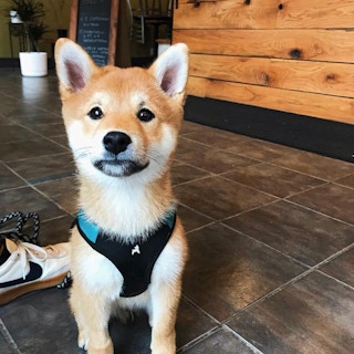 puppy wearing a harness inside a coffee shop