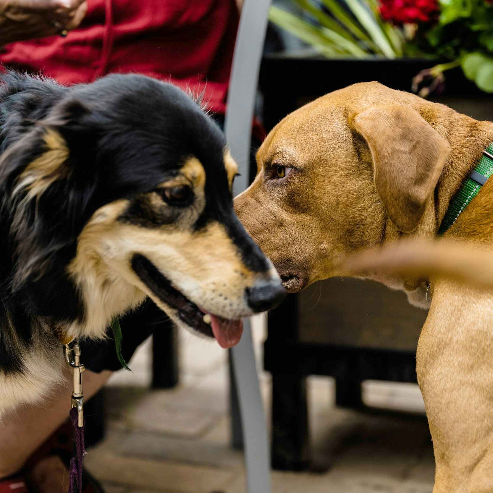 two dogs sniffing each other at salto coffee shop in colorado