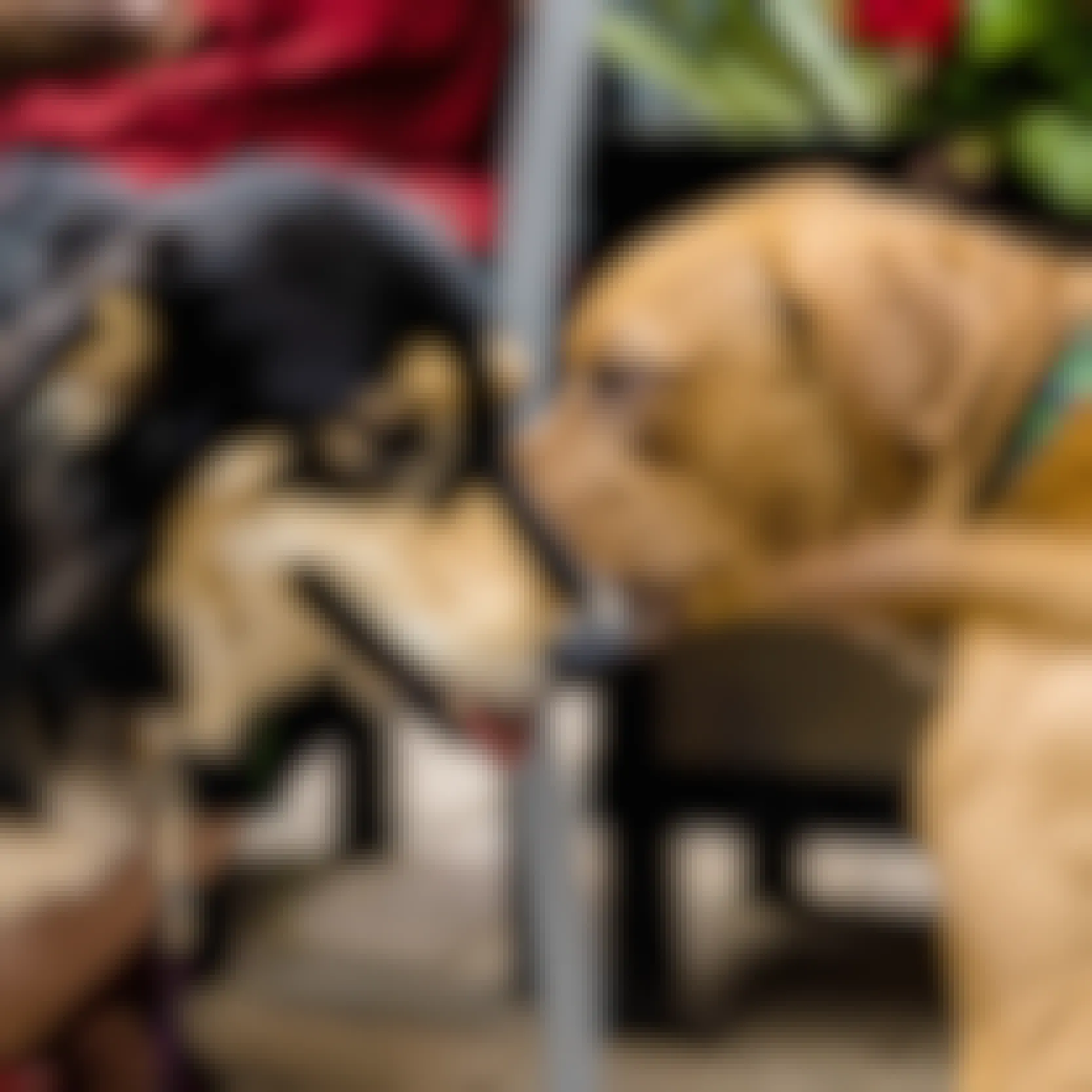 two dogs sniffing each other at salto coffee shop in colorado