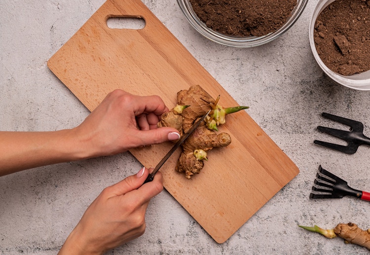 hand cutting ginger root on a cutting board with a shovel, and a pot of dirt for it to be planted in