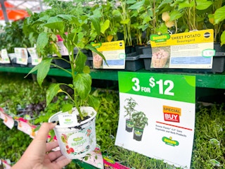 home depot bonnies vegetables and herbs 2023 05 1681390138 1681390138 scaled