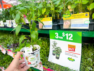 home depot bonnies vegetables and herbs 2023 05 1681390138 1681390138 scaled