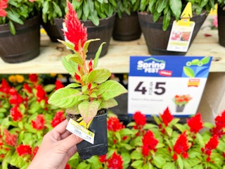 lowes annual flowers 2023 01 1681394448 1681394448 scaled