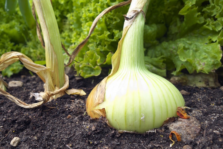 Onion growing in a garden