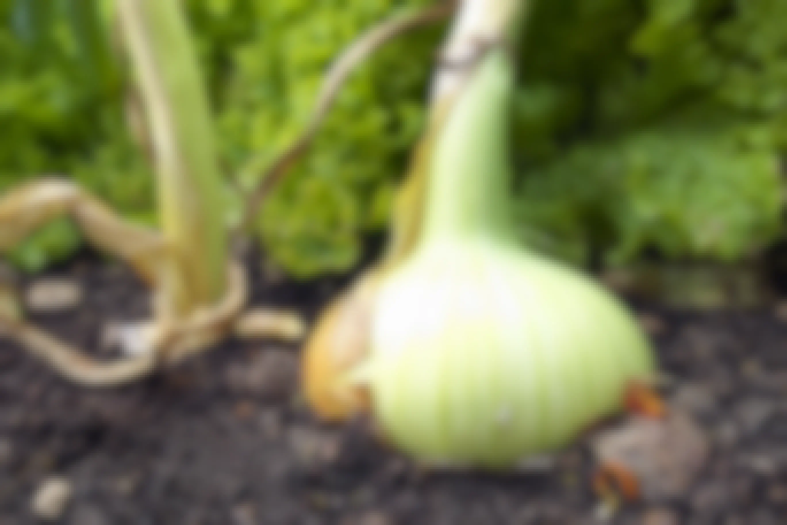 Onion growing in a garden