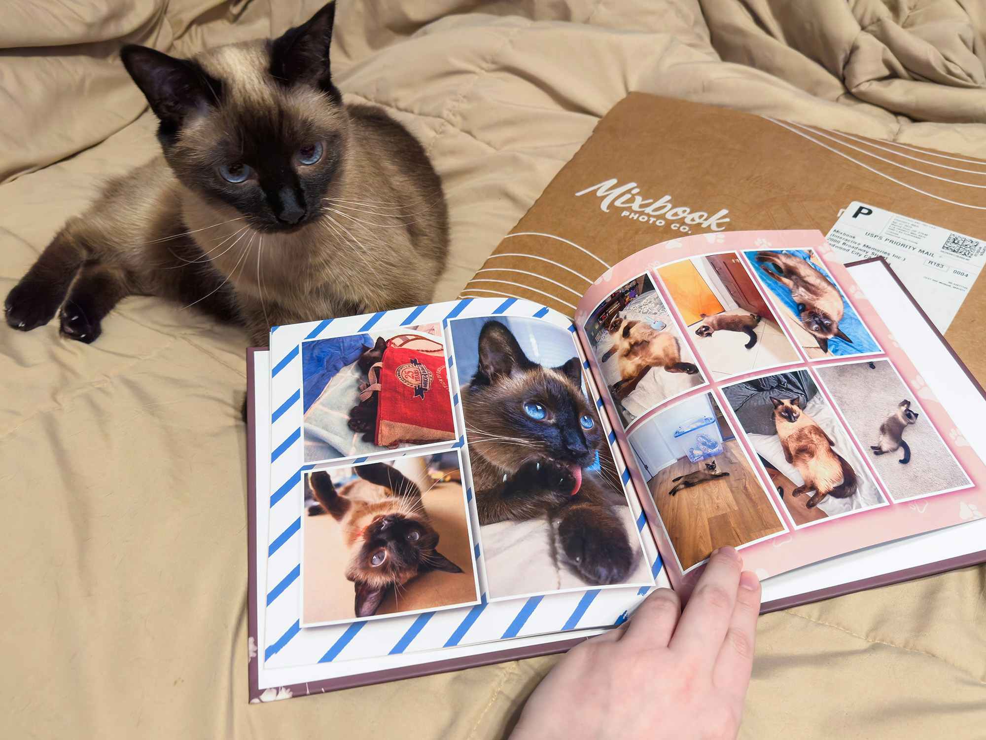A cat laying next to a Mixbook pet photo book open, showing photos of the cat