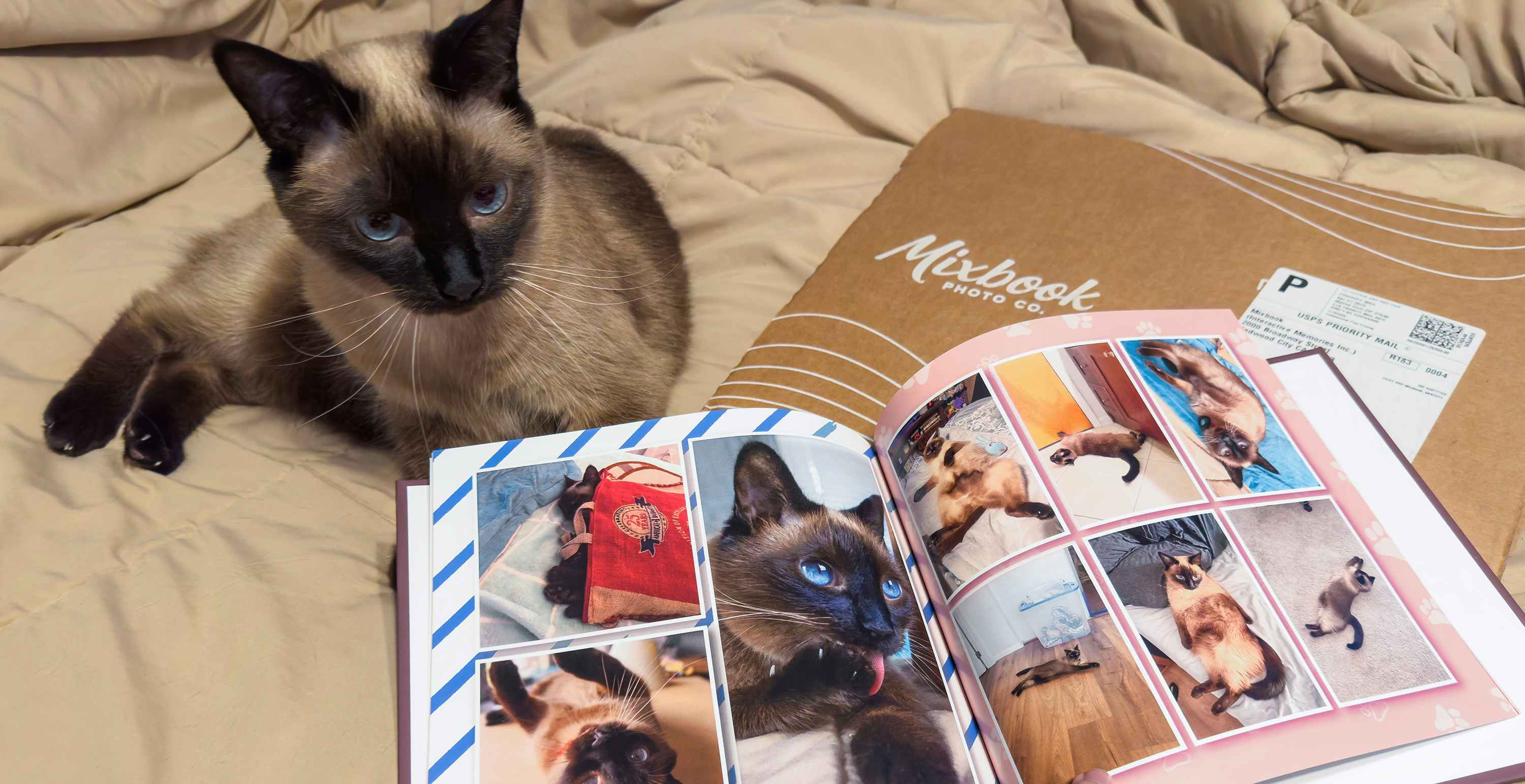 A cat laying next to a Mixbook pet photo book open, showing photos of the cat