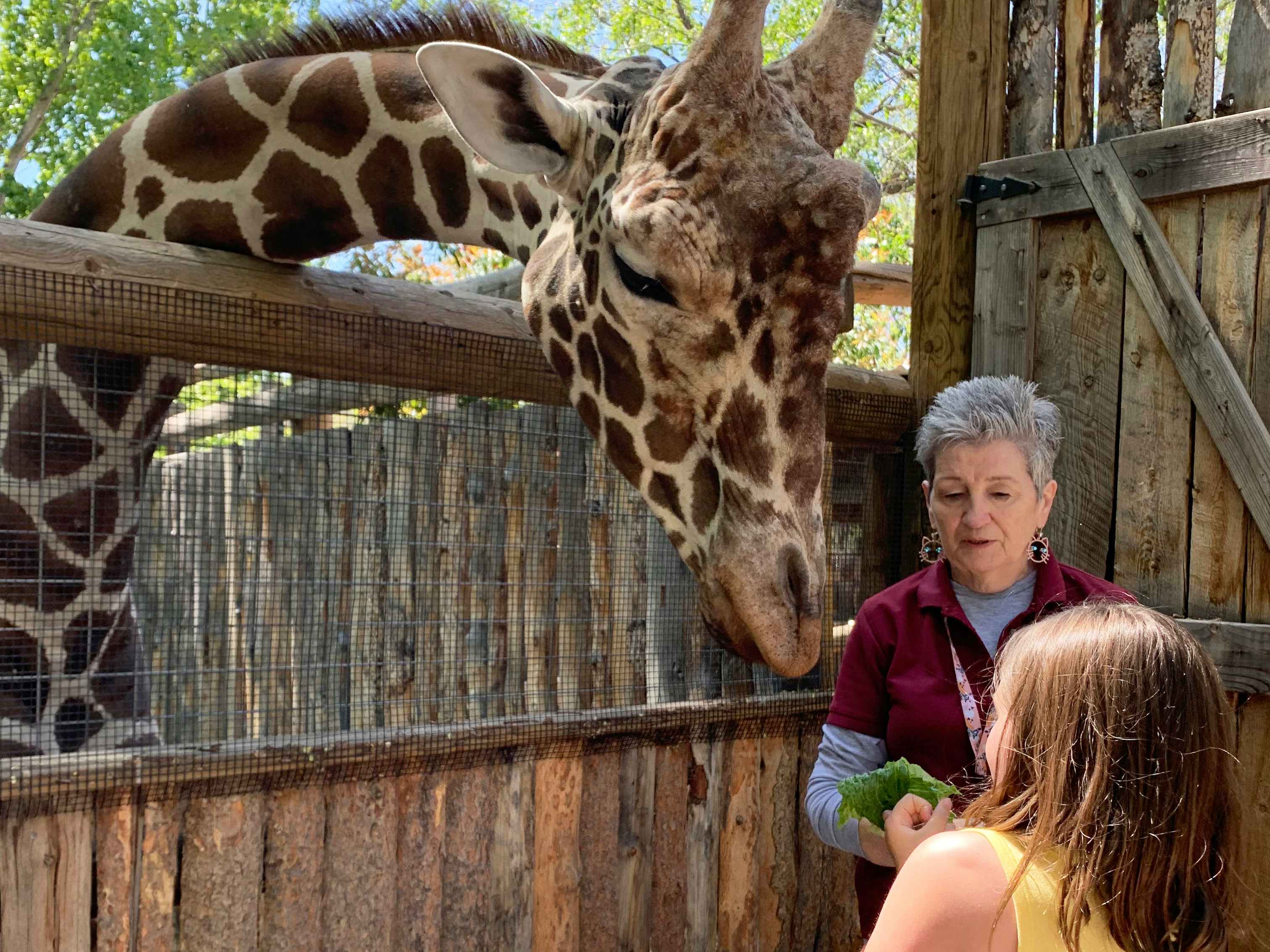 a child feeding a giraffe at the zoo