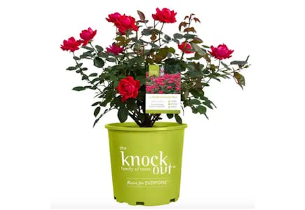 2 Knock Out Rose
