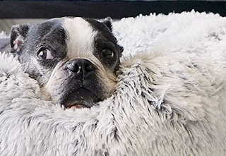 amazon donut bed 2023 2 1683128328 1683128328