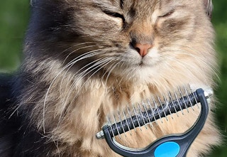 amazon grooming brush 2023 2 1683384185 1683384185