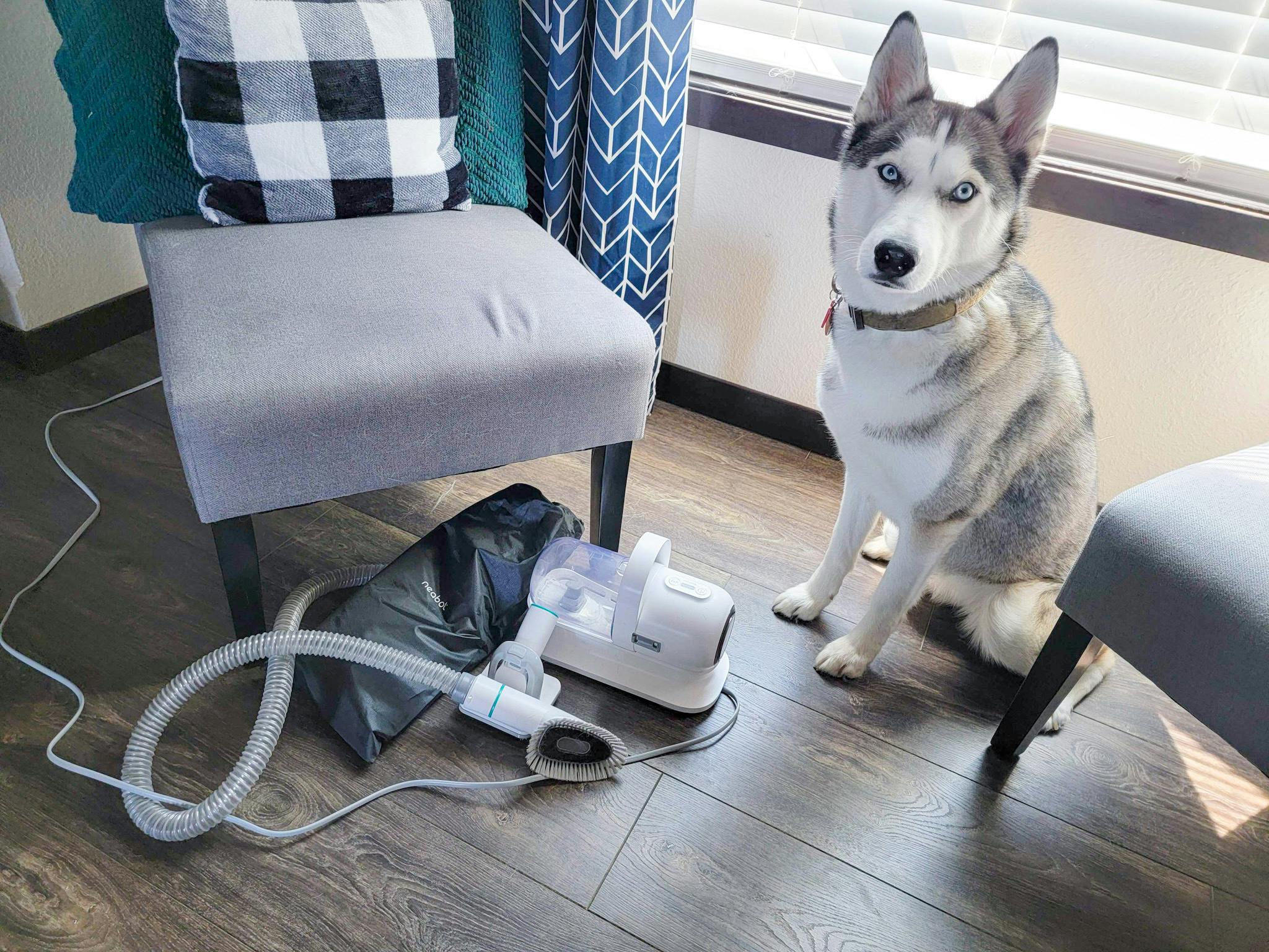 6 Tips for Finding a PetSmart Grooming Coupon (Plus Current Offers