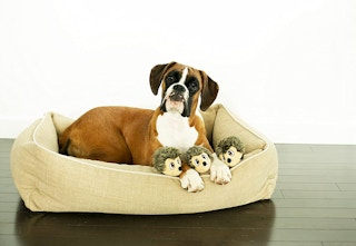 amazon outward hound hedgiez 2023 2 1684068443 1684068443