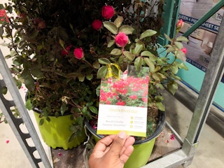 costco knockout roses 1 1683810441 1683810441