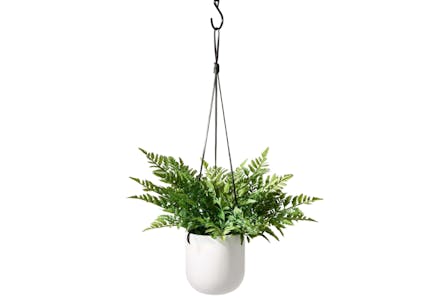 Hanging Plant in Pot