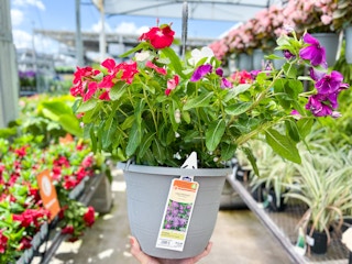 lowes 15 gallon hanging flower baskets 2 1684426573 1684426573 scaled