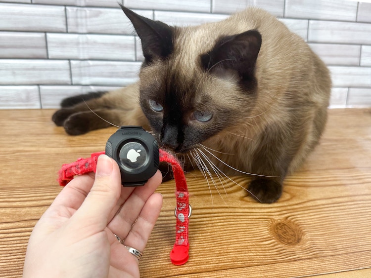 A cat sniffinf the airtag on her collar while someone holds it up
