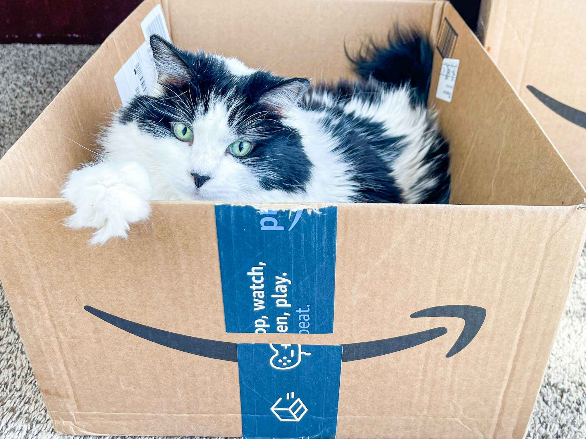 A cat sitting in an Amazon Prime cardboard box.