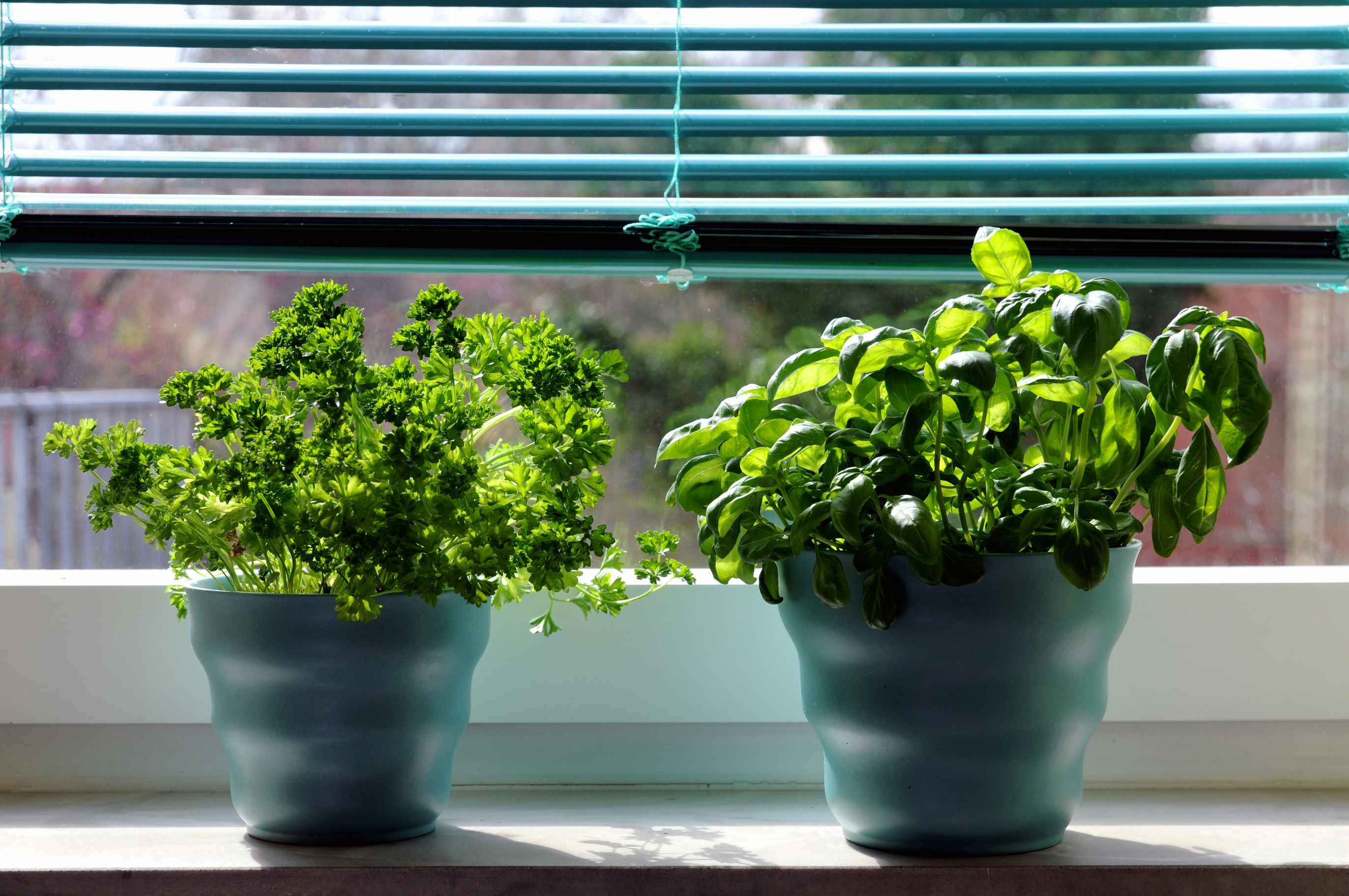 Basil and Parsley plants sitting on a windowsill with bright sun light
