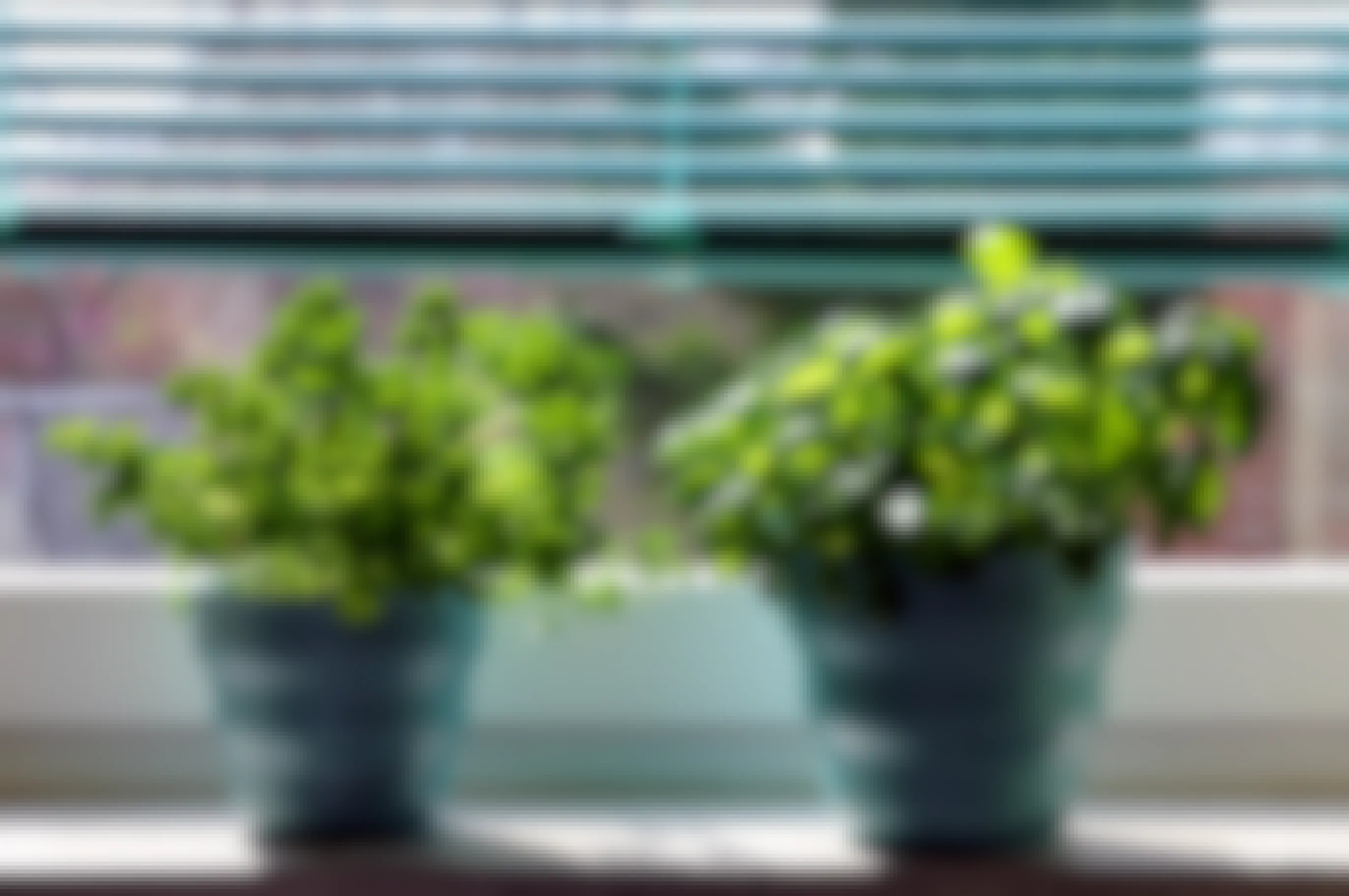 Basil and Parsley plants sitting on a windowsill with bright sun light