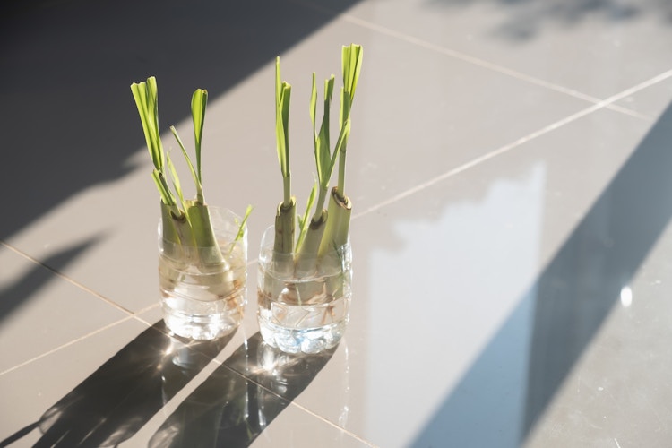Lemongrass growing in a small cup with water with bright light