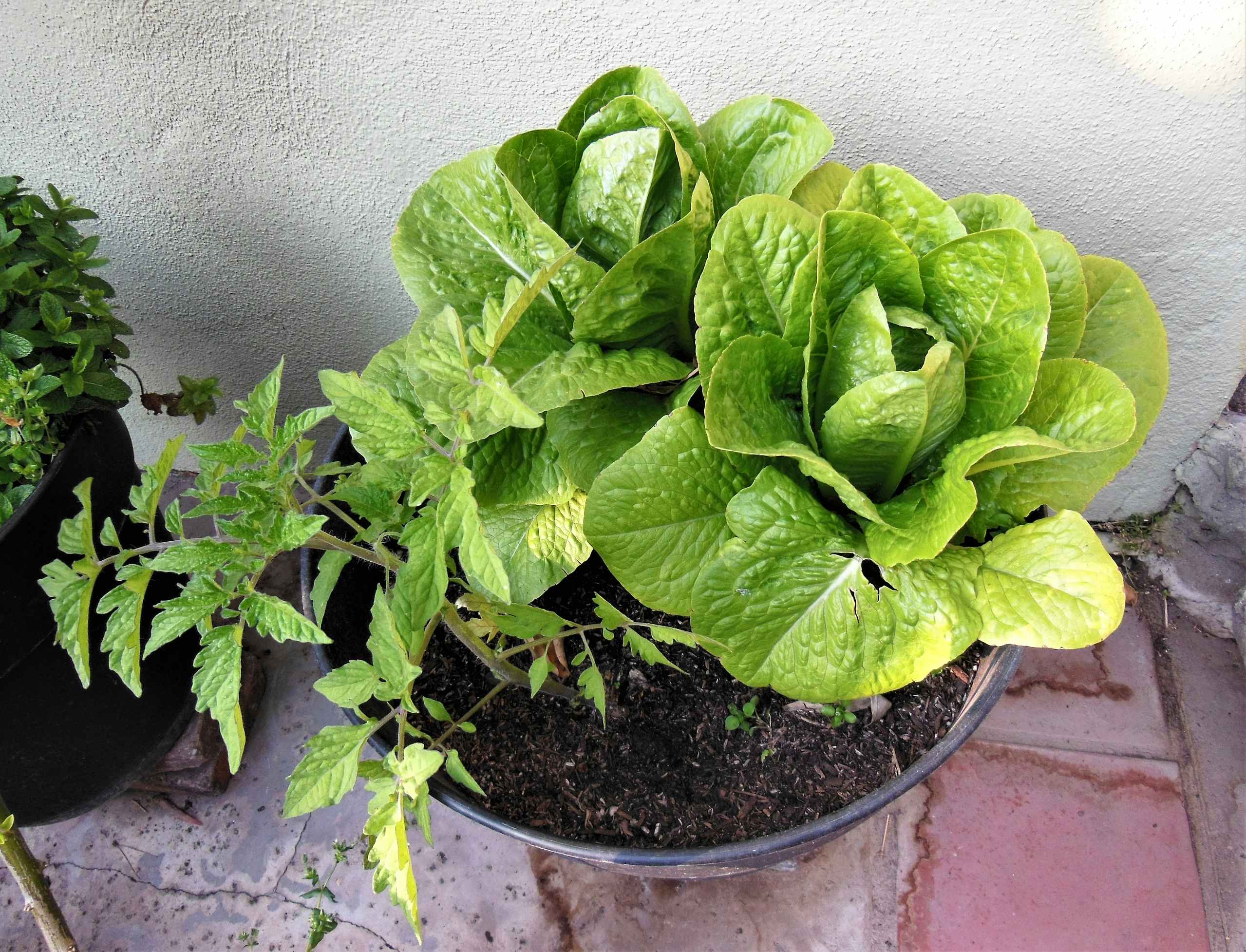 Pot of romaine lettuce growing outside