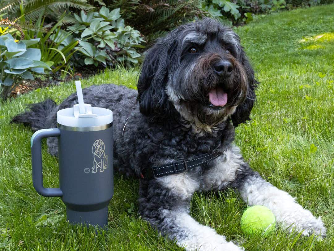 mixed breed dog lying beside a custom engraved stanley tumbler outside