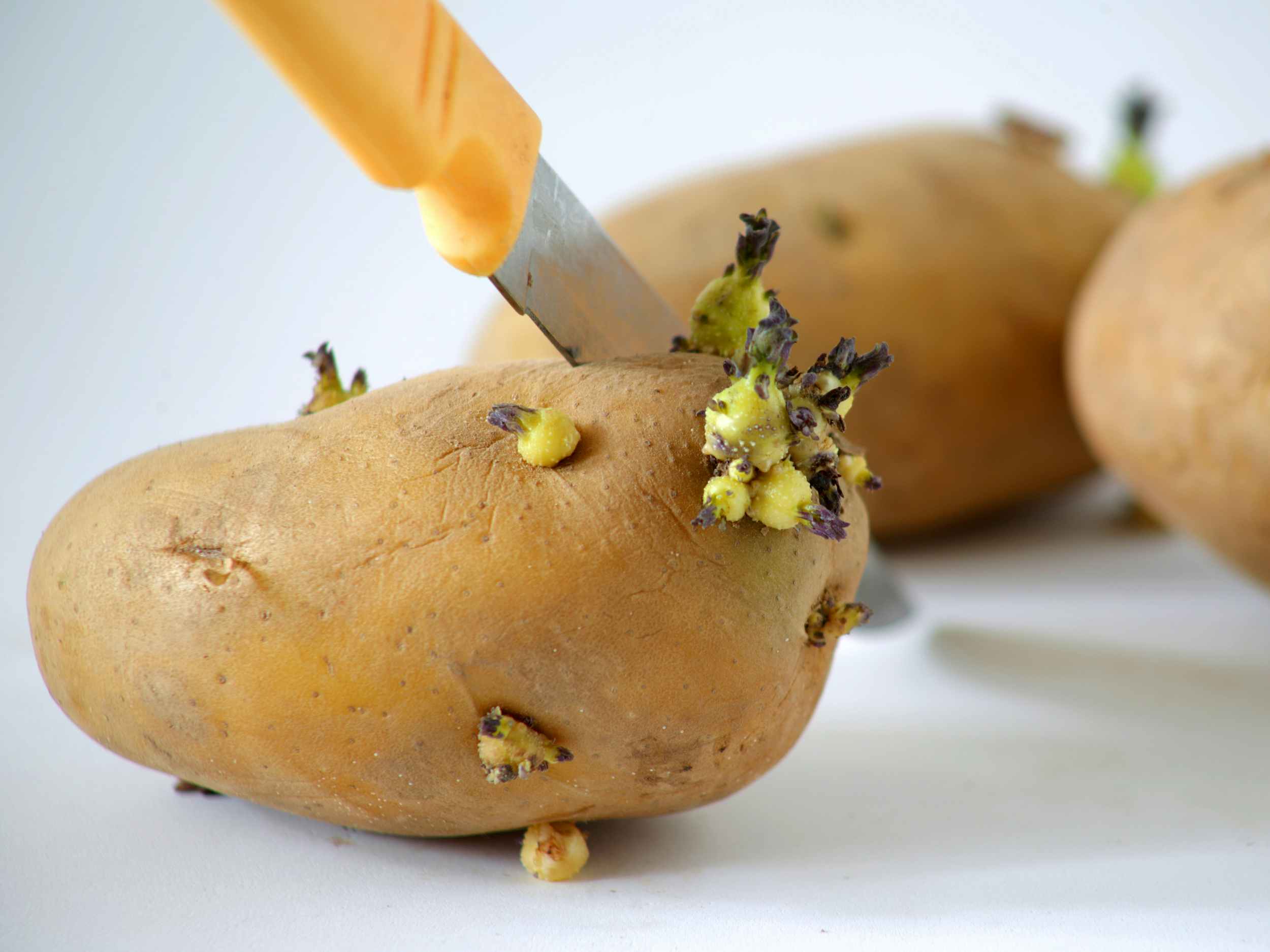 knife cutting into a sprouted potato