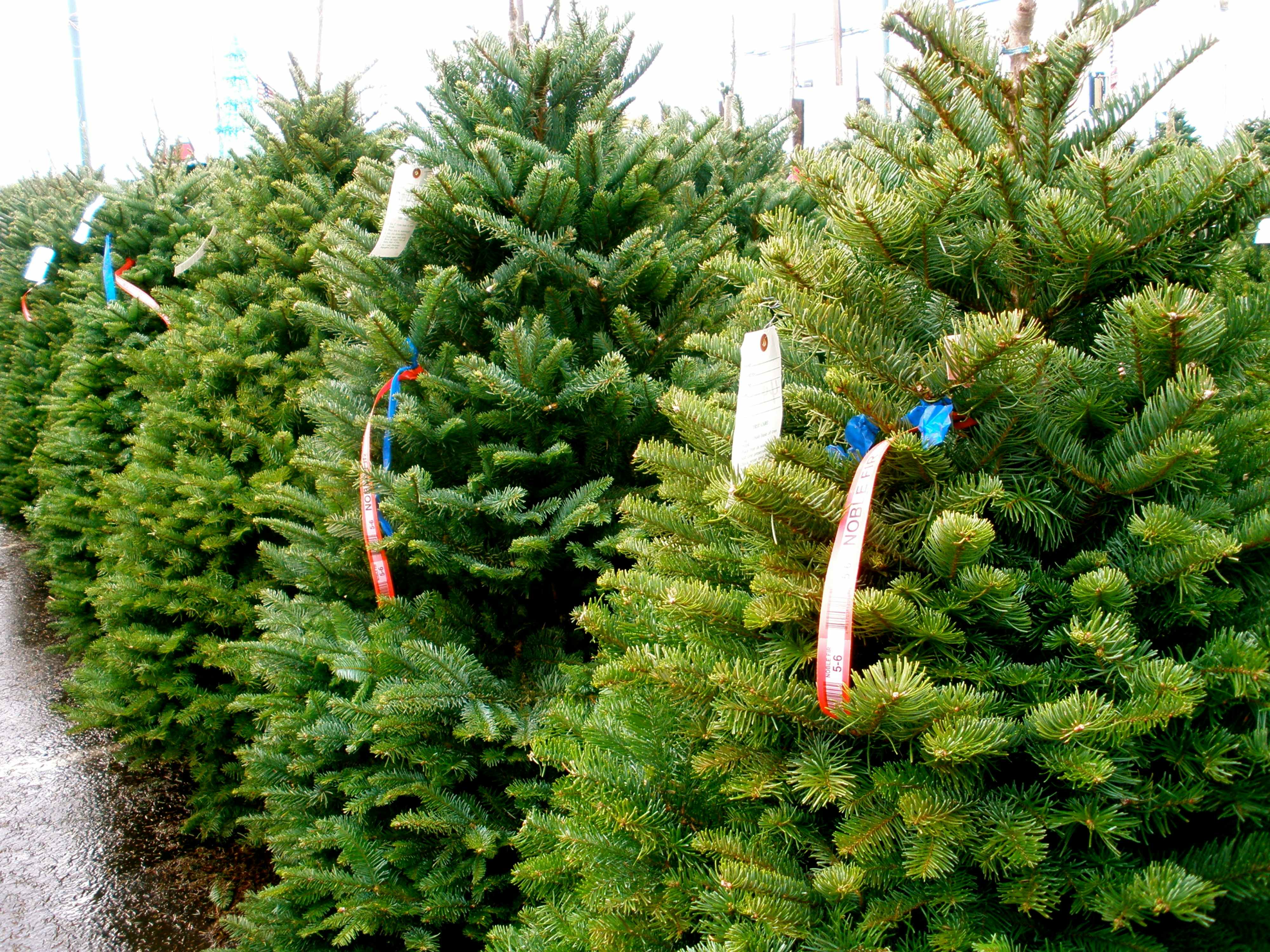 pine trees in a christmas tree lot