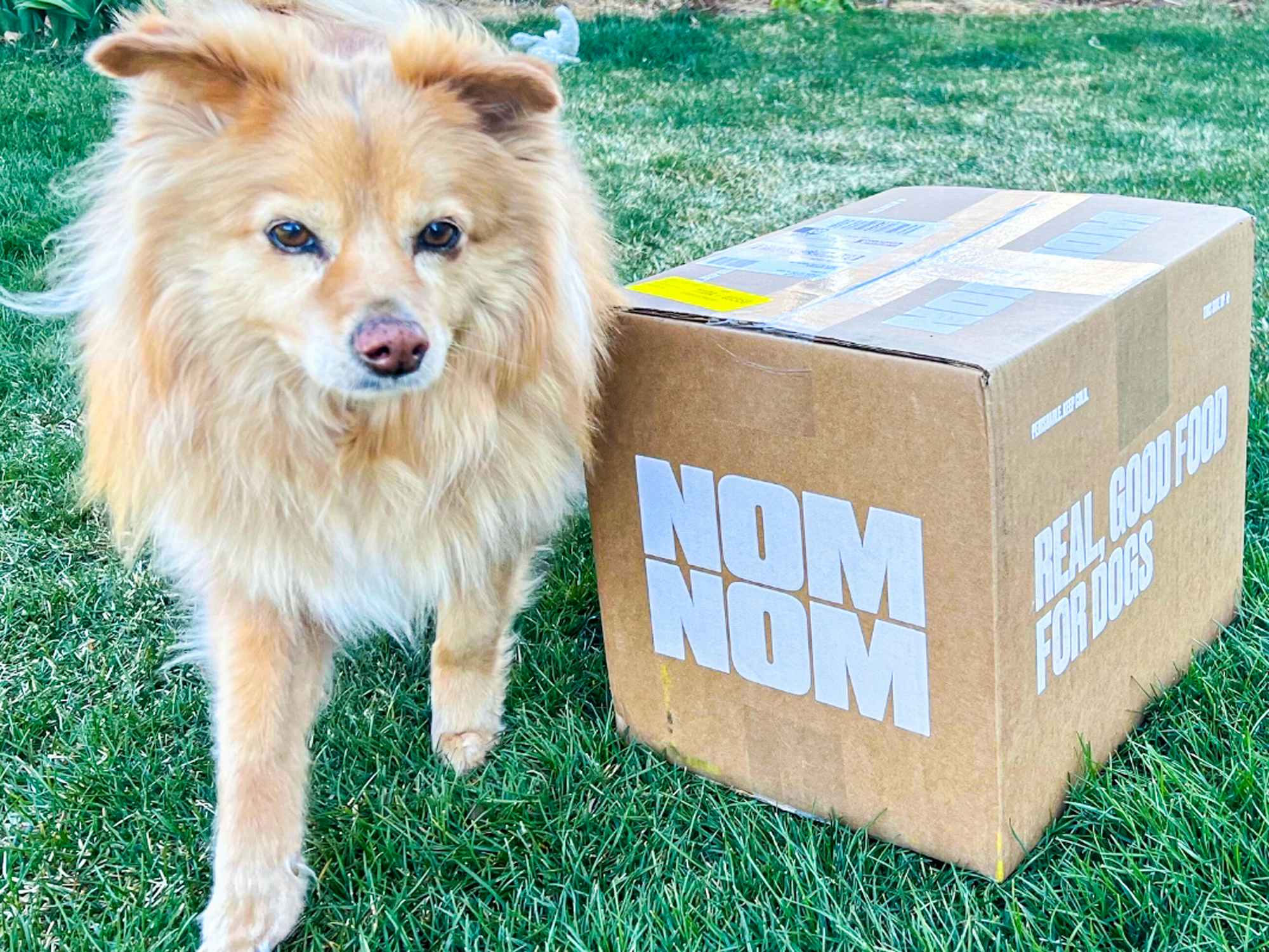 a dog sitting next to a nom nom dog food box 
