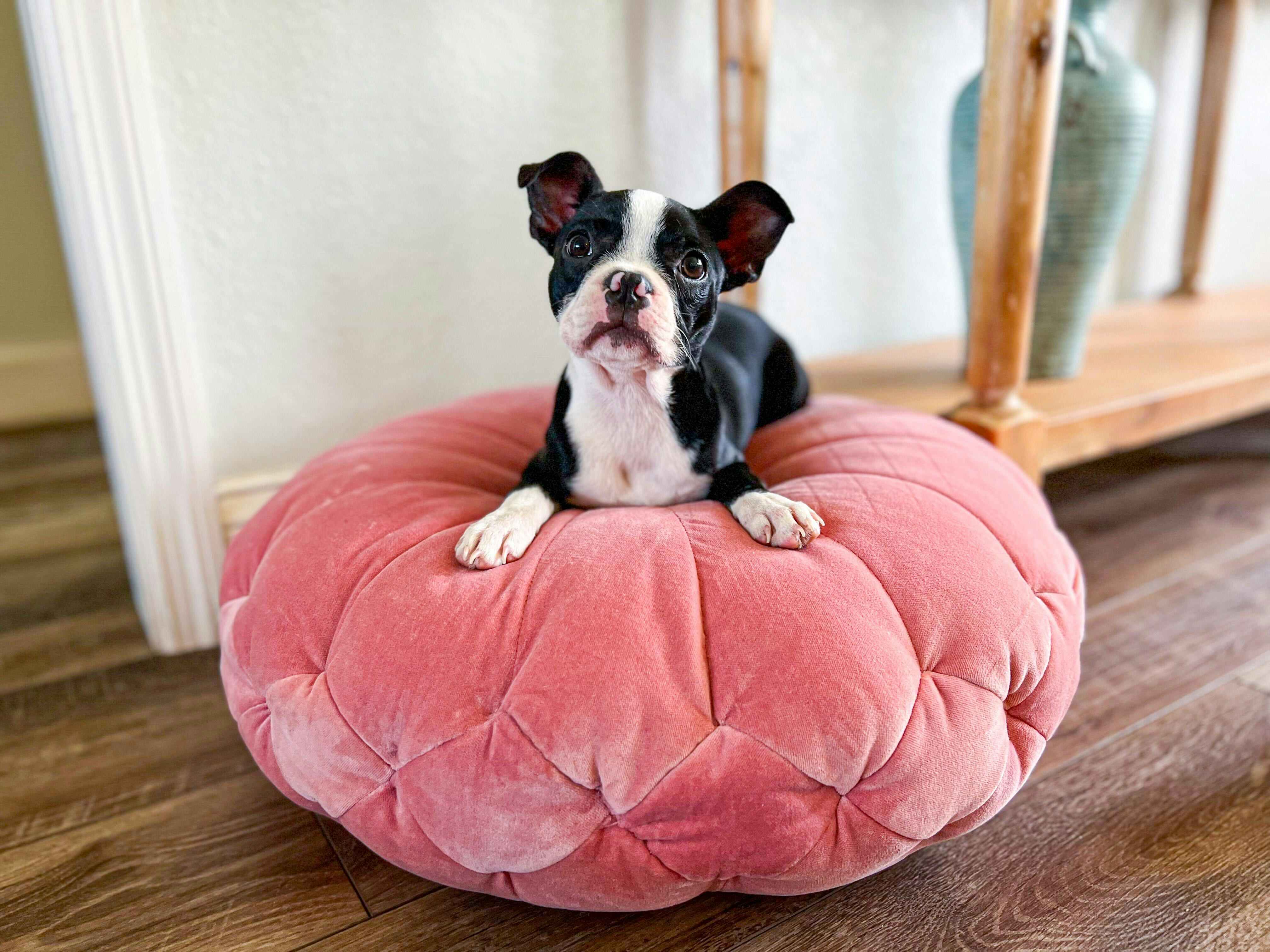 Real dog on pink cushion