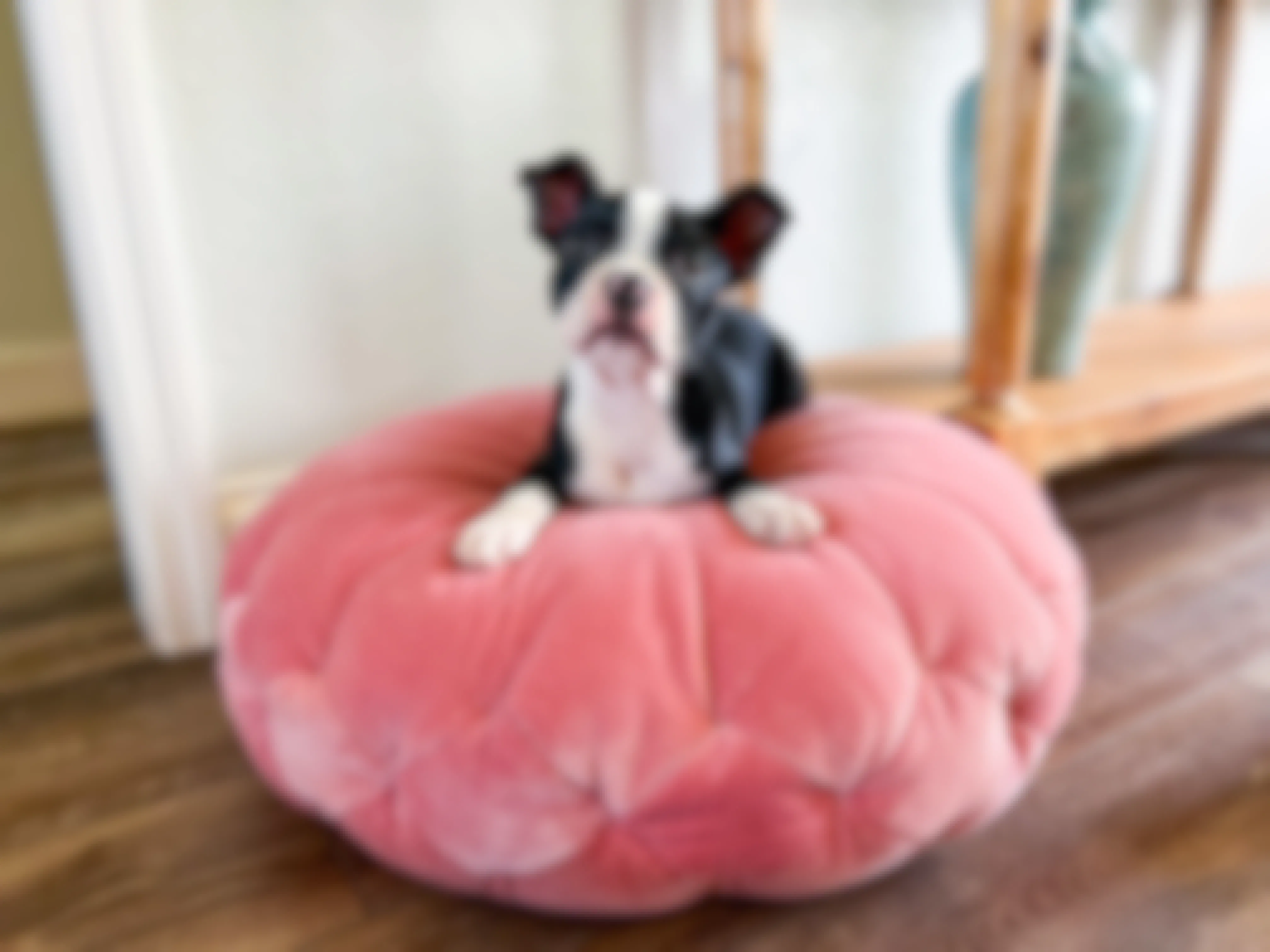 Real dog on pink cushion