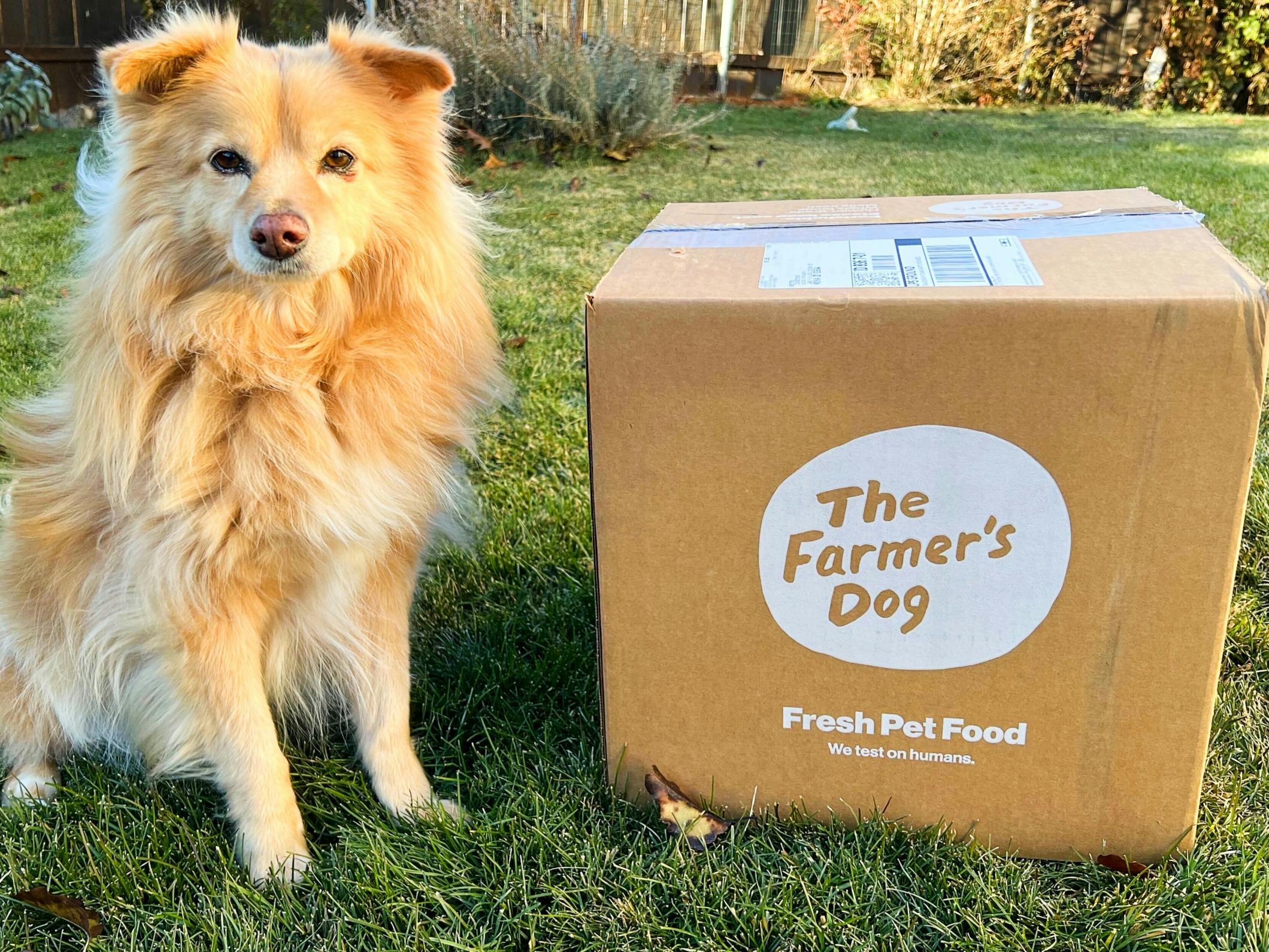 The Best Dog Food Delivery Services That Are Actually Affordable