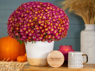 some Better Homes & Gardens apple spice mums from Walmart