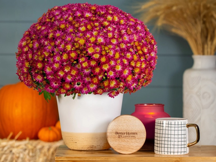 some Better Homes & Gardens apple spice mums from Walmart