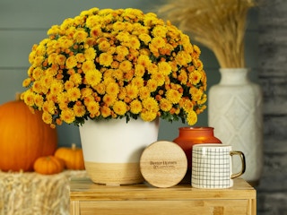 some Better Homes & Gardens pumpkin spice mums from Walmart