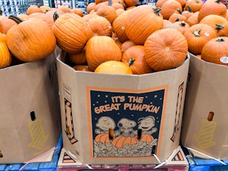 costco jumbo pumpkins 1695812417 1695812417