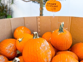 pumpkins at Trader Joe's