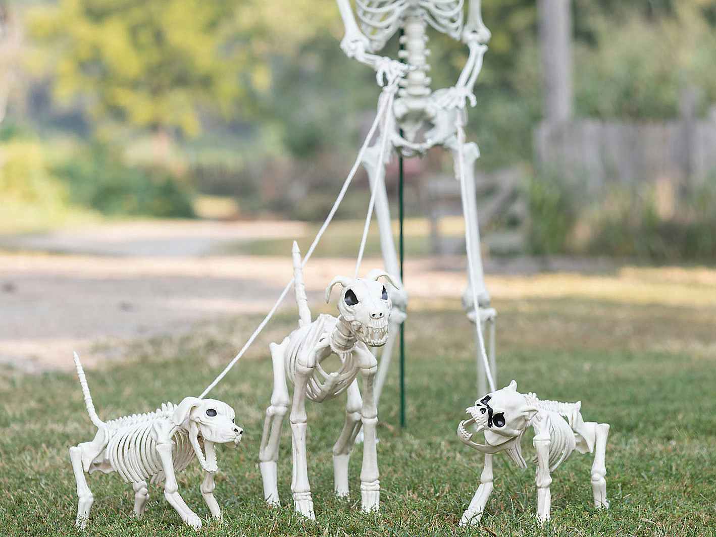 a skeleton walking dog skeletons